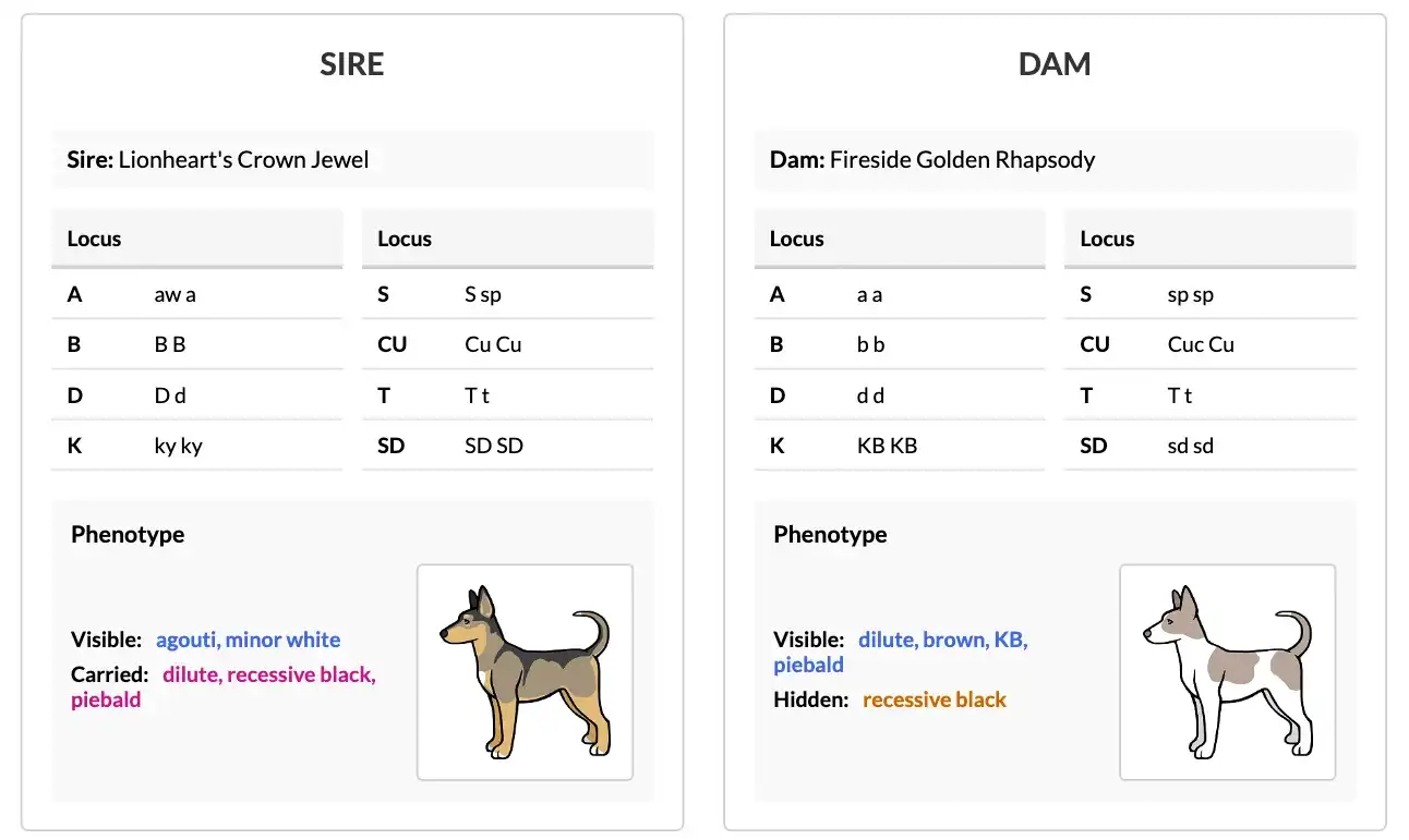 [PT] Sire and dam selected for a coat color forecast, showing their genetic profiles with alleles entered for each locus.
