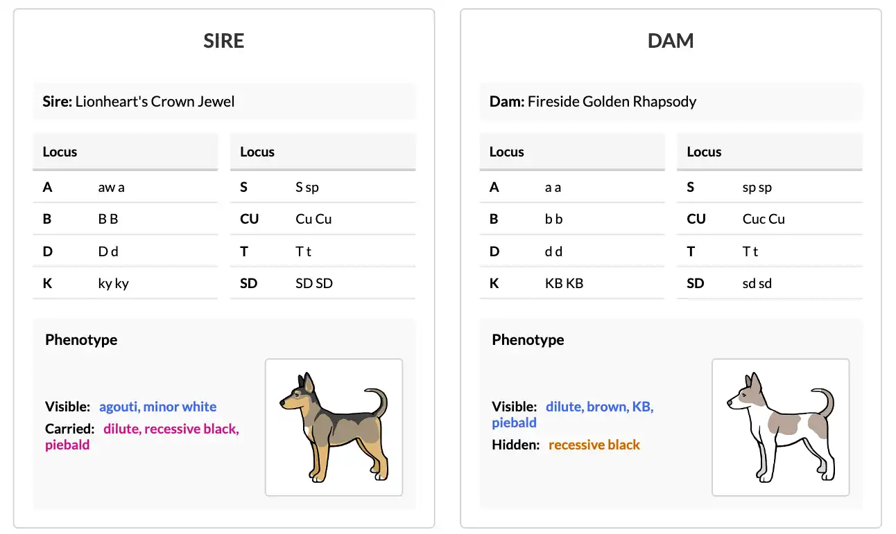 Sire and dam selected for a coat color forecast, showing their genetic profiles with alleles entered for each locus.
