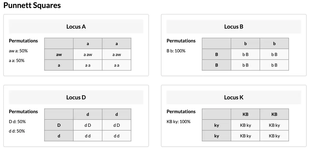 Punnett Squares section of the Coat Color Forecast report showing the genetic cross for each locus. Each locus displays the sire and dam alleles in a grid with the resulting combinations and their probabilities. Two images displayed together to show the full set of loci.